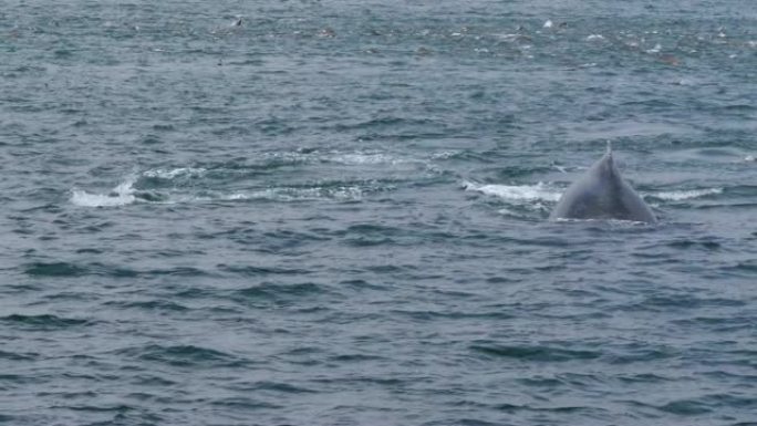两只座头鲸在美国加利福尼亚州蒙特利湾潜水