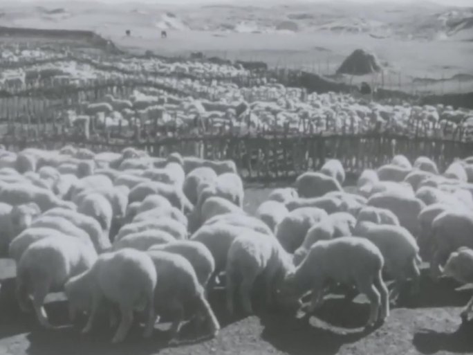 60年代 细毛羊 培育 羊毛 畜牧业