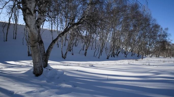 冬天雪地白桦树与树影横移镜头