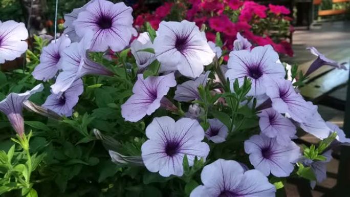 Ruellia tuberosa花，墨西哥矮牵牛花在花园里