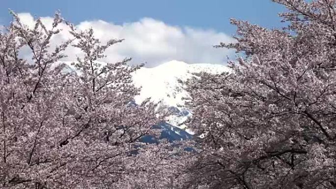 大西公园和山的樱花。南阿尔卑斯山的Akaishidake