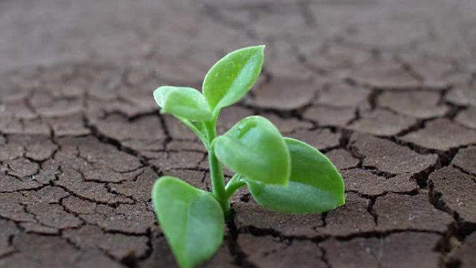 生长在裂开的地面上的一棵树。干旱中干燥的土壤，全球变暖的影响使气候变化。缺水和干旱概念。