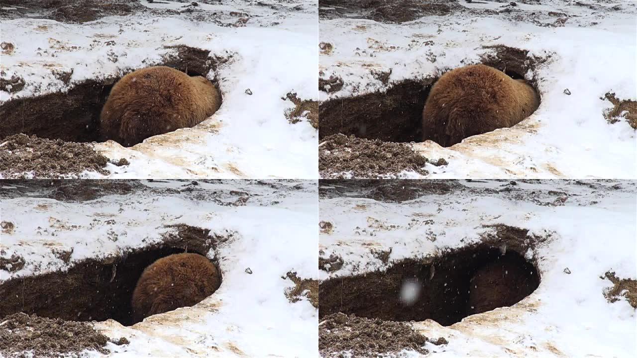 熊在冬天挖了一个巢穴