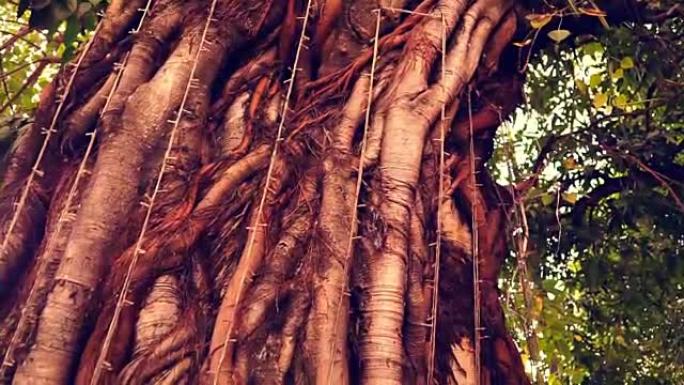 老挝万象圣榕树 (Ficus Religiosa) 保护
