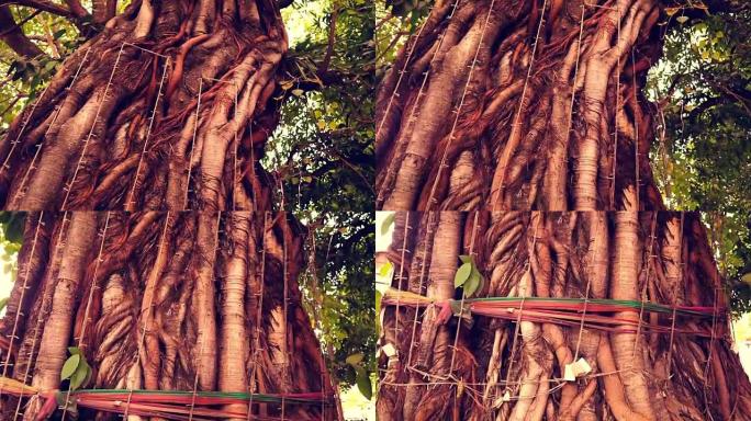 老挝万象圣榕树 (Ficus Religiosa) 保护