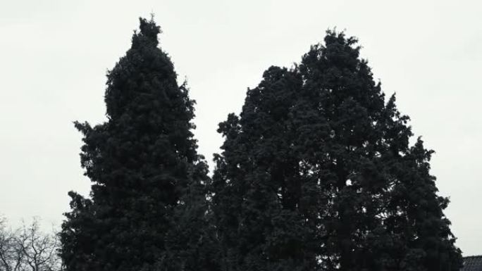 树木在冬天的灰色日子吹着风，黑白视频。有坚硬的风声