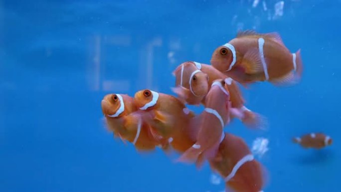 水族馆的小丑海葵鱼。