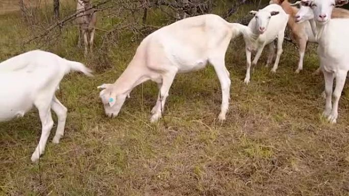 牧场上的奶山羊群。带有动物声音的视频。