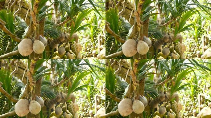 椰子在花园里作为装饰生长。异国情调的热带椰子挂在棕榈树上，绿叶被阳光照亮。去潘甘岛海滩的路