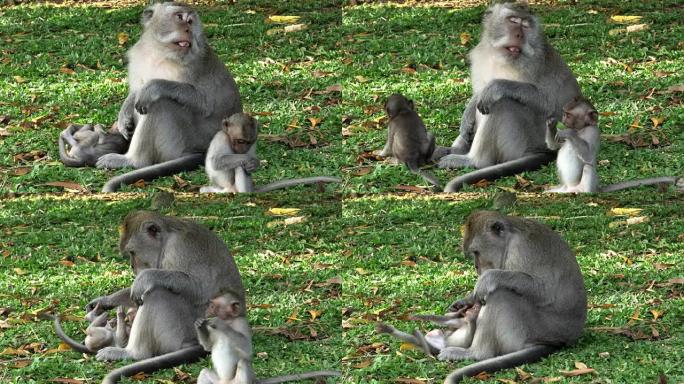 带婴儿的猕猴在巴厘岛乌鲁瓦图神庙的草地上休息