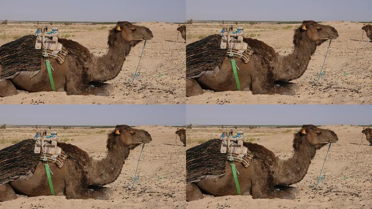 单峰骆驼躺在撒哈拉沙漠的沙滩上睡觉