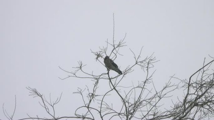 乌鸦在降雪中坐在树枝上。