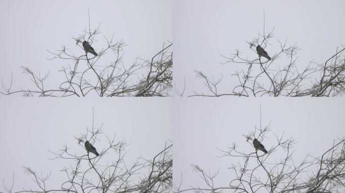 乌鸦在降雪中坐在树枝上。