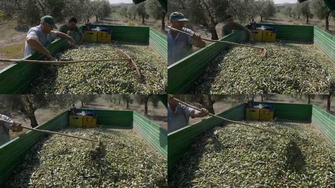 意大利南部。农民在卡车上偷偷地采摘橄榄