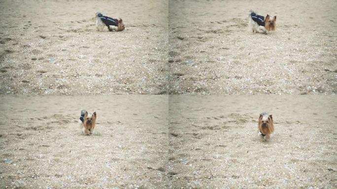 海边的约克夏犬。慢动作。