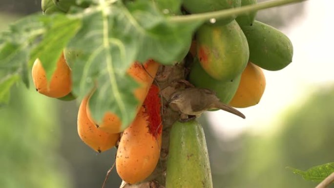 鸟来吃木瓜水果