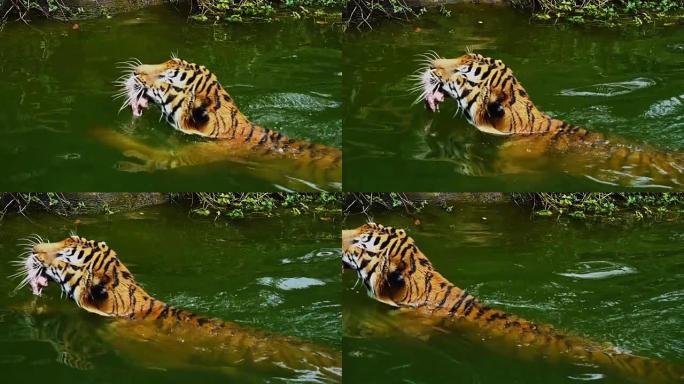 孟加拉虎吃肉，在池塘里游泳