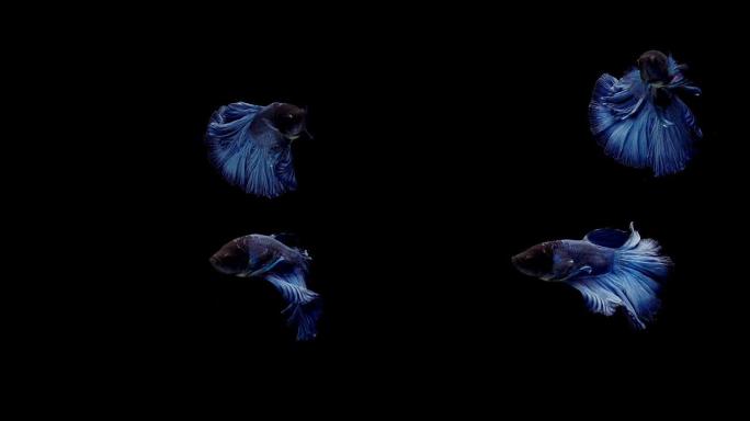 充满活力的暹罗斗鱼 (Betta splendens) 的超级慢动作，众所周知的名字是Plakat 