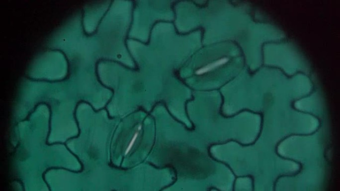 蚕豆叶W.M.下表皮在光学显微镜下
