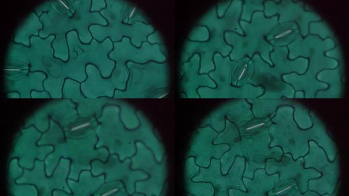 蚕豆叶W.M.下表皮在光学显微镜下