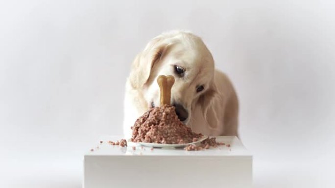家里的宠物生活。狗生日的搞笑视频-美丽的金毛猎犬吃肉饼