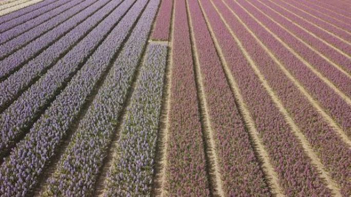 荷兰的紫色风信子场。无人机飞行