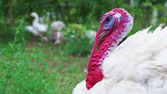白色火鸡在鸟的院子里，特写。住美丽的火鸡。土耳其度假