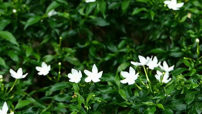 温暖阳光下的白色茉莉花