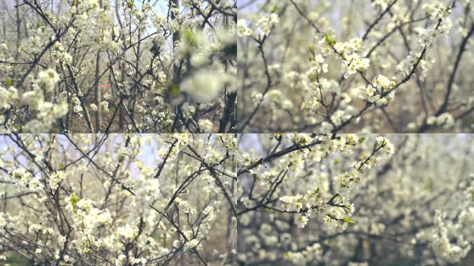 白色樱花 春暖花开 花朵特写 春色 春分