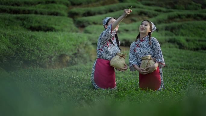 两个闺蜜采茶 采茶女 去采茶 采茶 茶园