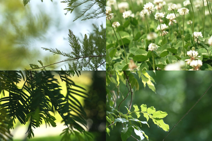 竖版春天户外自然绿色植物实拍视频