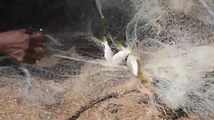 渔夫的手将鱼从渔网上取下