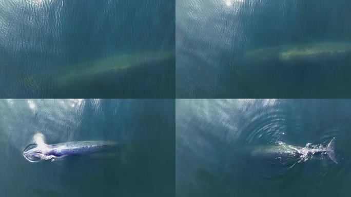 在泰国湾观看布莱德的鲸鱼游泳和吃浮游生物。