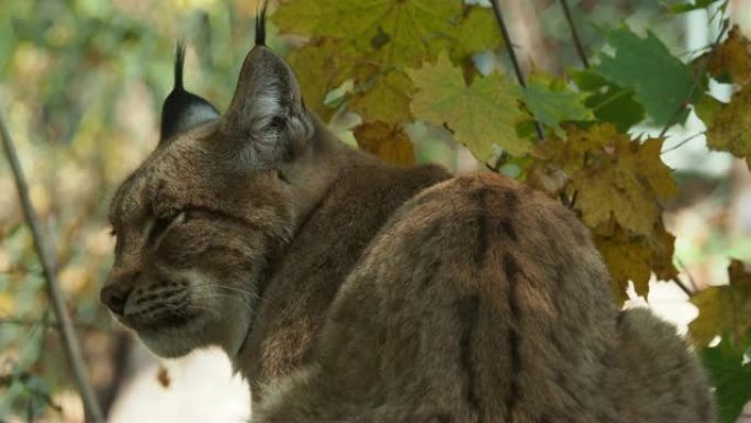 背景中的欧亚猞猁和秋叶 (学名Lynx Lynx)