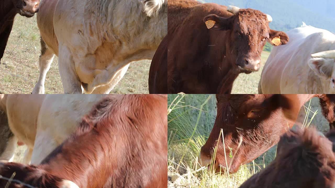 来自比利牛斯山脉的牲畜 -- 奶牛和白牛