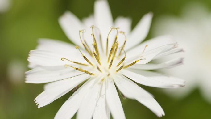 公园苦荬菜白色野草野花实拍