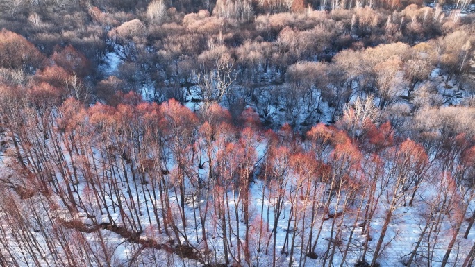 鸟瞰夕阳照耀的雪原红柳林