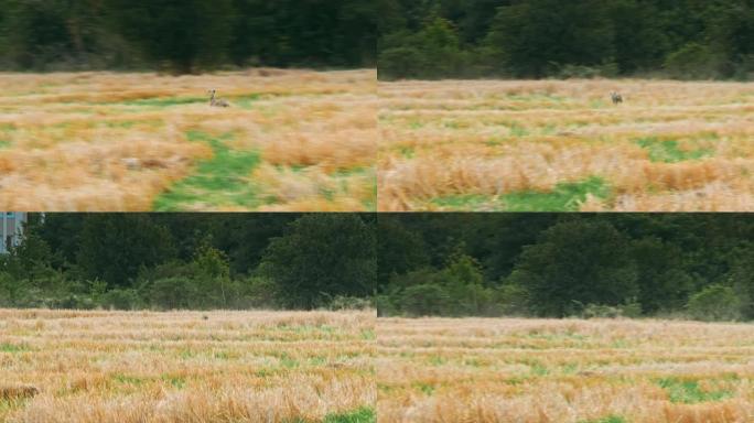 欧洲野兔在田野中奔跑