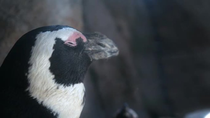 岩石露头附近的一只非洲企鹅的特写