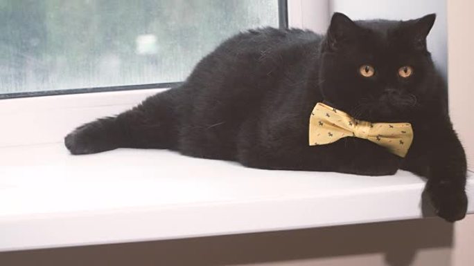 黑猫。黄色蝴蝶结的黑猫在窗台上