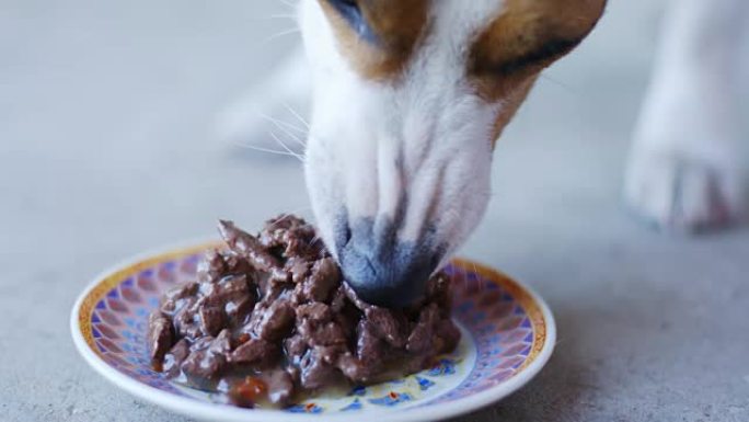 小狗品种杰克罗素梗露天吃碟子里的食物