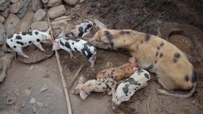 圣安陶-佛得角群岛猪圈中的母猪 (母猪) 哺乳仔猪