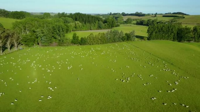 新西兰南岛夏季在绿色草地上放牧的绵羊的鸟瞰图。畜牧业。