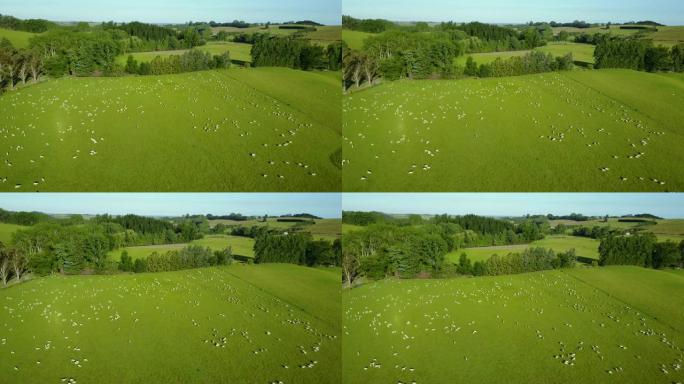 新西兰南岛夏季在绿色草地上放牧的绵羊的鸟瞰图。畜牧业。