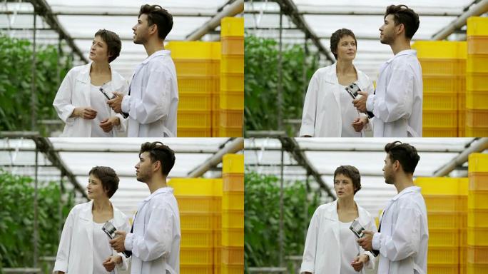 两位穿着白大褂的农业科学家: 中年妇女和年轻男子用平板电脑讨论和观察室内农场的植物，中等镜头