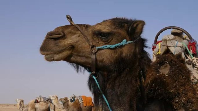野生沙漠中的棕色骆驼头特写。撒哈拉沙漠中的骆驼枪口