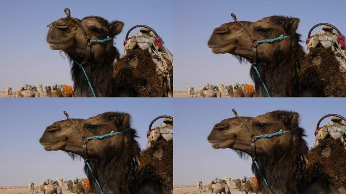 野生沙漠中的棕色骆驼头特写。撒哈拉沙漠中的骆驼枪口