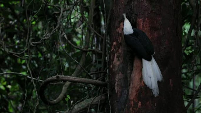 犀鸟: 成年雄性白冠犀鸟 (Berenicornis comatus)