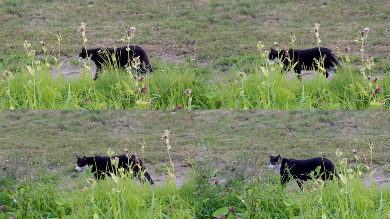 走在草坪外的黑色大猫