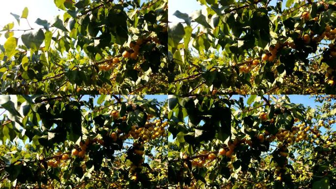 在阳光明媚的夏日，在树上收获成熟的杏子。有机食品。